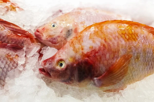 Red Snapper on ice stall — Stock Photo, Image