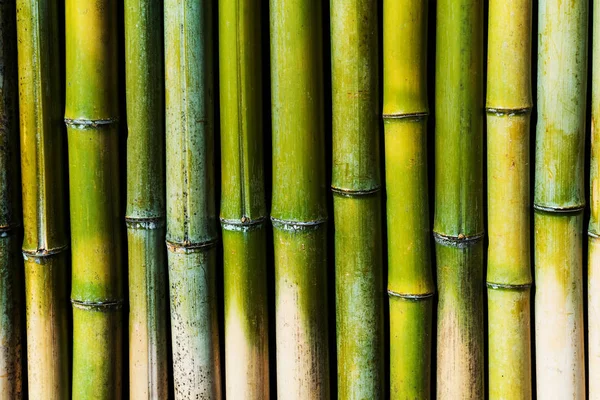 Parede de bambu verde para fundo texturizado Imagem De Stock