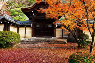 Eikando Kyoto, sonbahar yaprakları