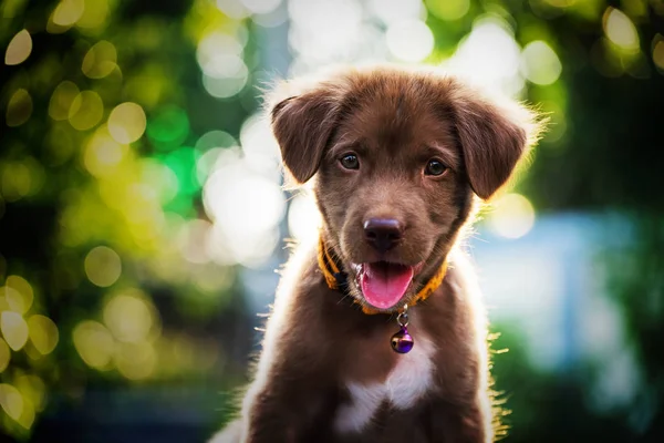 Лабрадор ретривер щенок с боке — стоковое фото