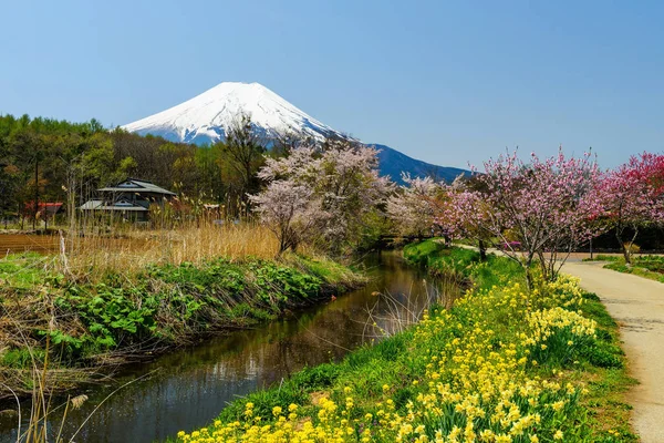 Mt. Fuji con jardín de primavera, Yamanashi — Foto de Stock