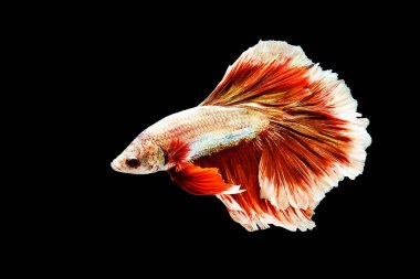 Kırmızı Tayland Siyam betta balık mücadele 