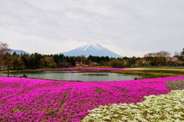  Fuji Shibazakura Festivali