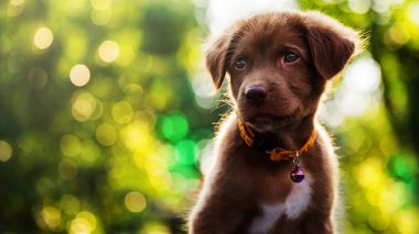 Bokeh ile meraklı labrador geri almak