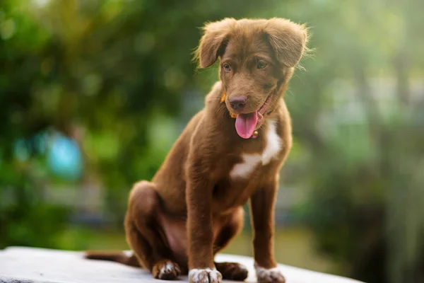 ノバスコシアのアヒル鳴るレトリーバー犬 — ストック写真