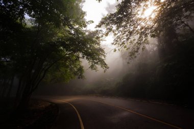 Işınları orman ve sokak