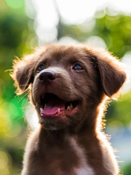 Cãozinho Labrador com fundo Bokeh — Fotografia de Stock