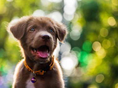 Bokeh arka plan ile mutlu sevimli köpek yavrusu