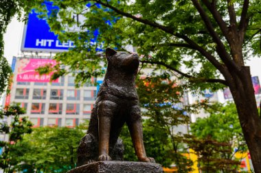 Hachiko heykel Shibuya içinde Tokyo