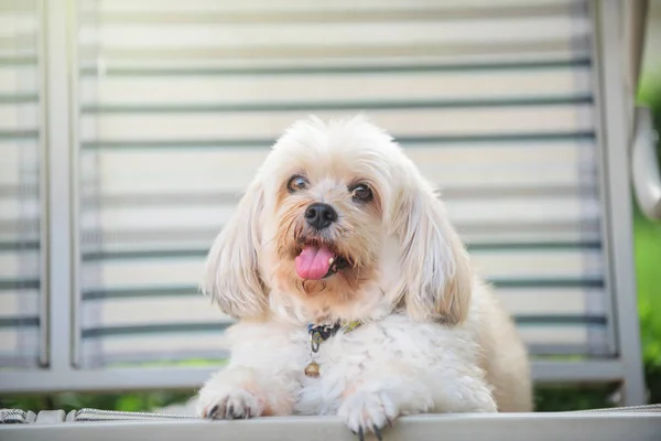 Shih tzu Welpe Hund entspannen auf Sitz — Stockfoto