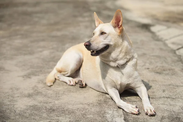 Jeune chien jaune attendre dans la rue — Photo