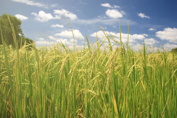 Ripe rice paddy field — Stock Photo, Image