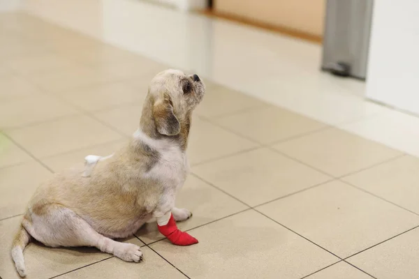 Shih Tzu dog with bandage in hospital — Stock Photo, Image