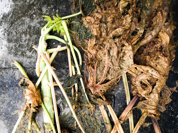 Dry banana leaf, textured background — Stock Photo, Image