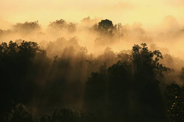 Sonnenstrahl durch Nebel und Holz — Stockfoto