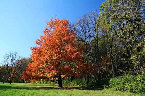 Couleurs d'automne à Morton Arboretum, Lisle — Photo