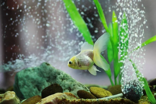 Golden fish in aquarium or fishbowl — Stock Photo, Image