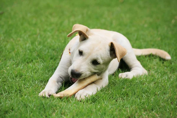 Labrador cachorro comiendo hueso grande —  Fotos de Stock