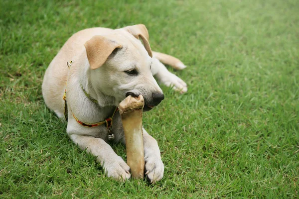 Labrador puppy chewing big bone — Stock Photo, Image