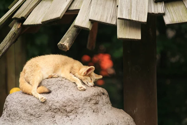 狐狸在岩石上睡觉 — 图库照片