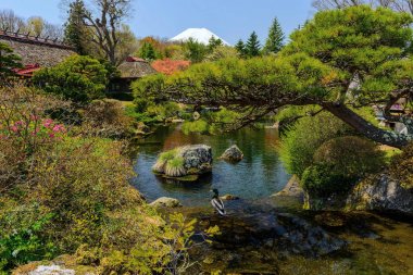 Havuz ve Bahçe Mt. Fuji yakınındaki ördek
