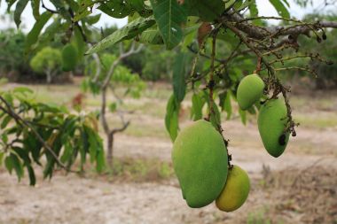 Ağaçta asılı olgun Mango 
