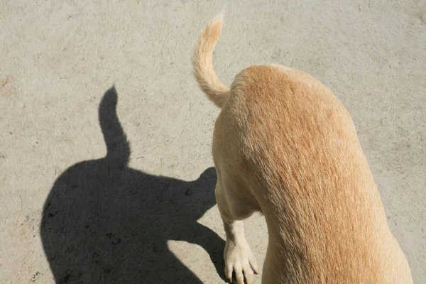 Собака назад и хвост с тенями — стоковое фото