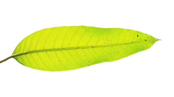 Mango-Blatt mit Wassertautropfen auf weißem — Stockfoto