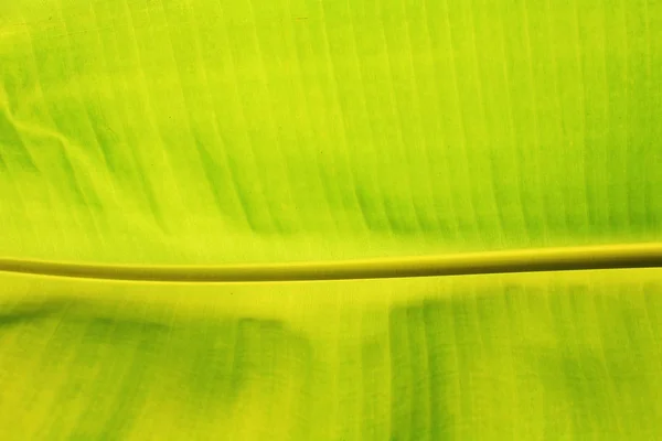 Banana folha verde texturizado fundo — Fotografia de Stock