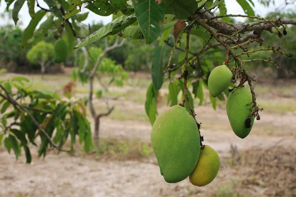 Ağaçta asılı olgun Mango 