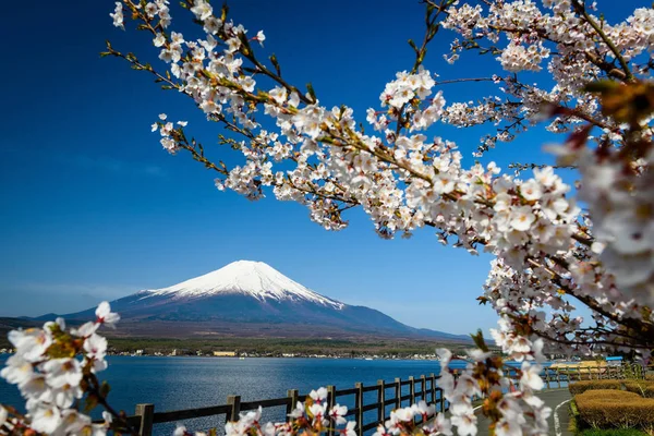 Mount Fuji with white cherry blossom or sakura — Stock Photo, Image