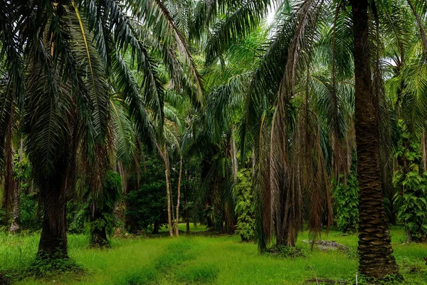 Palmowy plantacji drzew na farmie — Zdjęcie stockowe