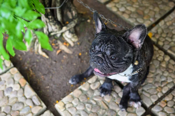 Muotokuva musta ranskalainen bulldog ylhäältä katsottuna kuvapankkikuva