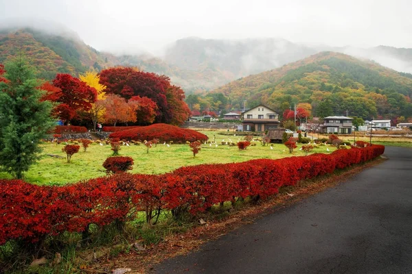 Кленовый коридор осенью, Кавагутико — стоковое фото