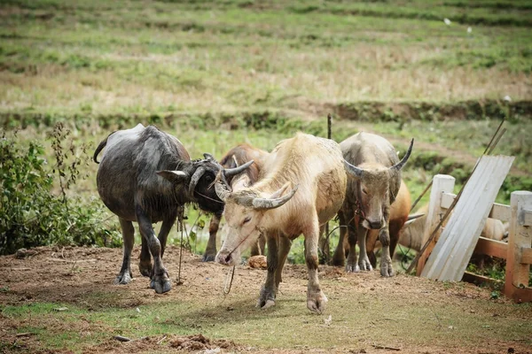 Группа буйволов в тайском хозяйстве — стоковое фото