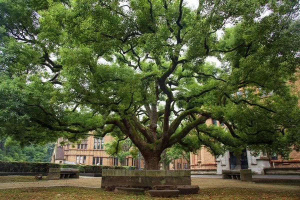 Obří strom na University of Tokyo — Stock fotografie