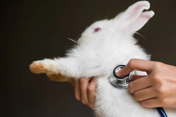 Estetoscópio para coelho branco. Saúde animal — Fotografia de Stock