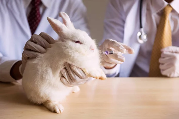 Alimentação de medicamentos para um coelho branco — Fotografia de Stock