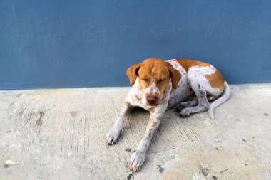 mavi duvar köpek uyku sapmış