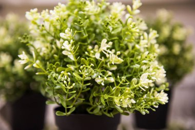 siyah pot sahte yeşil bitkiler 