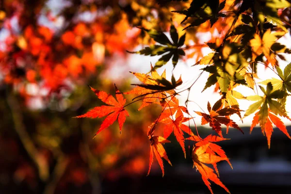 Feuilles d'érable rouge d'automne fond — Photo