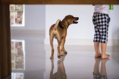 yavru köpek bakmak ve aperatif dilenmek
