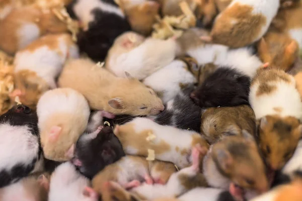 Yalan Onunla Birlikte Uyumak Çok Sevimli Genç Hamster Fareler Grubudur — Stok fotoğraf