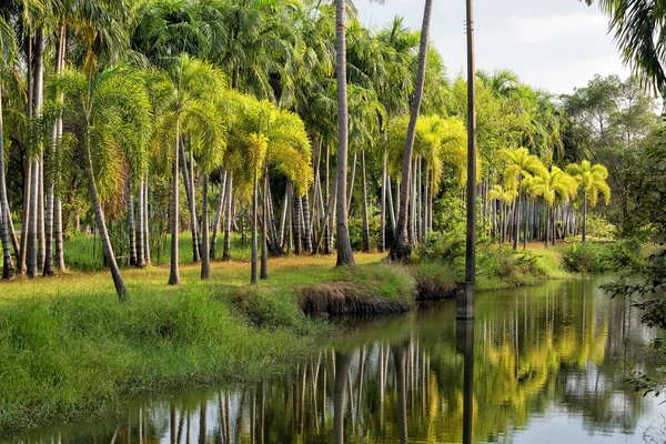 Palmen- oder Kokospalmenfarm, Landwirtschaft — Stockfoto