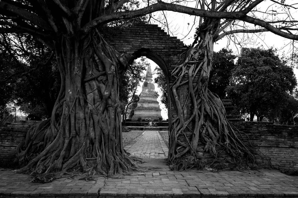 Bodhi Porte de l'arbre à la pagode, Ayutthaya — Photo
