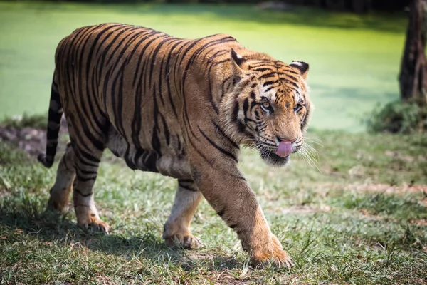 Farliga hungriga Royal bengal tiger — Stockfoto