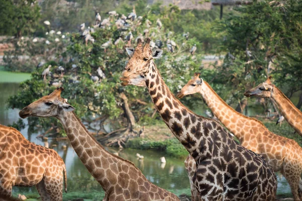 Група жирафів в лісі — стокове фото