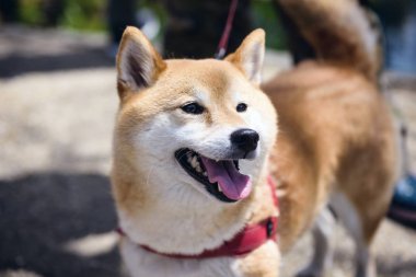 Çok güzel Akita Inu yavru köpek