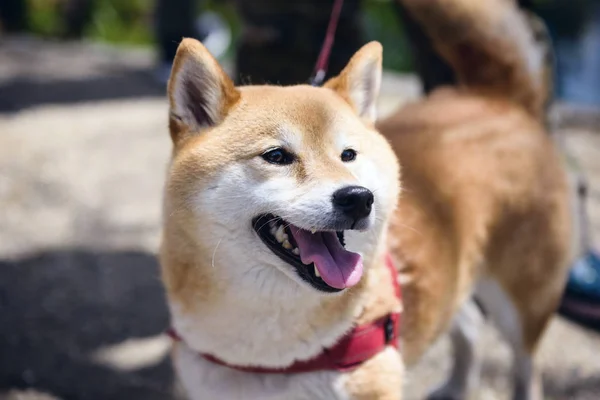 Entzückende akita inu Welpen Hund — Stockfoto