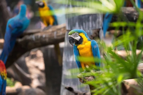 Colorido pájaro loro guacamayo azul —  Fotos de Stock